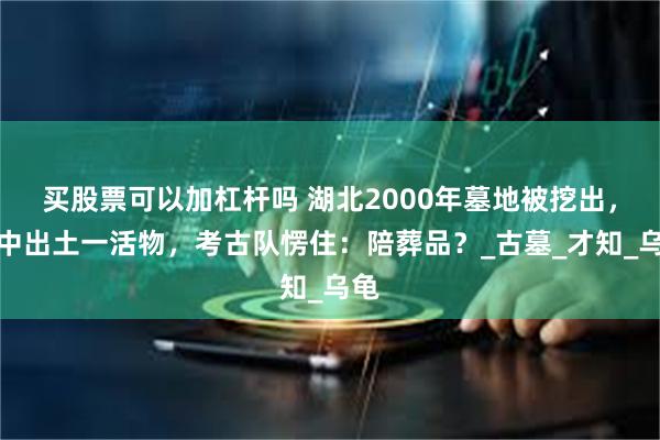 买股票可以加杠杆吗 湖北2000年墓地被挖出，墓中出土一活物，考古队愣住：陪葬品？_古墓_才知_乌龟